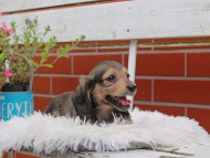 Kaninchen_Dachshund_5035
