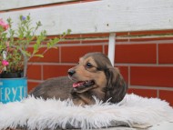 Kaninchen_Dachshund_5037 Kaninchen_Dachshund_5037