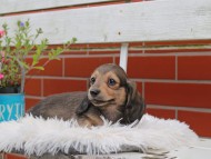 Kaninchen_Dachshund_5038