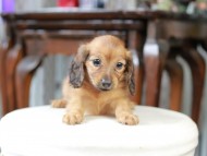 Kaninchen_Dachshund_5039