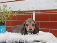 Kaninchen_Dachshund_5042