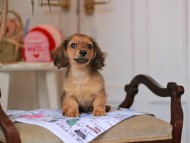 Kaninchen_Dachshund_5044