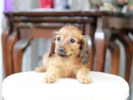 Kaninchen_Dachshund_5044
