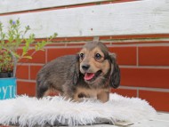 Kaninchen_Dachshund_5047