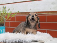 Kaninchen_Dachshund_5049