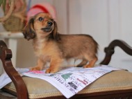 Kaninchen_Dachshund_5050 Kaninchen_Dachshund_5050