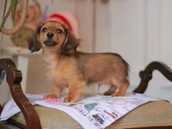 Kaninchen_Dachshund_5053 Kaninchen_Dachshund_5053