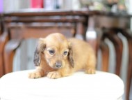 Kaninchen_Dachshund_5054