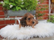 Kaninchen_Dachshund_5056