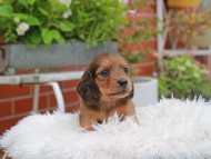 Kaninchen_Dachshund_5066