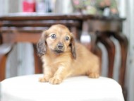 Kaninchen_Dachshund_5069