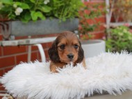 Kaninchen_Dachshund_5069