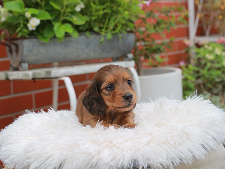 カニンヘンダックスフンド ほたる ＆ パッションの子犬 レッド 男の子（1）