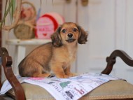 Kaninchen_Dachshund_5077