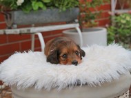 Kaninchen_Dachshund_5077