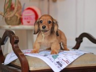 Kaninchen_Dachshund_5081 Kaninchen_Dachshund_5081