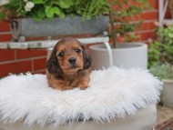 Kaninchen_Dachshund_5081