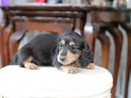 Kaninchen_Dachshund_5082