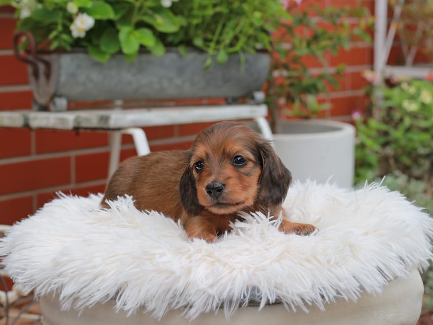 カニンヘンダックスフンド ほたる ＆ パッションの子犬 レッド 男の子（1）