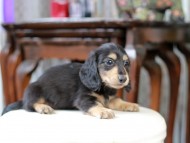 Kaninchen_Dachshund_5086