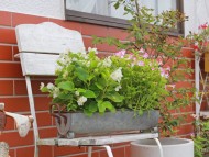 Kaninchen_Dachshund_5090