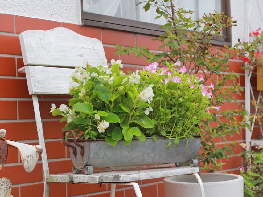 カニンヘンダックスフンド ほたる ＆ パッションの子犬 レッド 男の子（2）