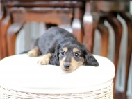 Kaninchen_Dachshund_5091 Kaninchen_Dachshund_5091