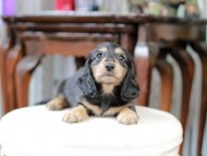 Kaninchen_Dachshund_5097