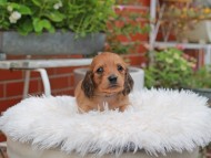 Kaninchen_Dachshund_5100
