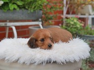 Kaninchen_Dachshund_5103