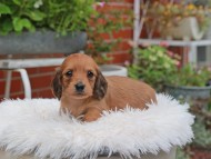 Kaninchen_Dachshund_5107