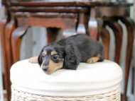 Kaninchen_Dachshund_5112