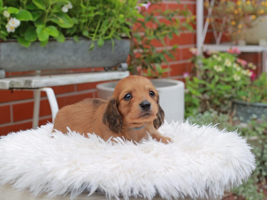 カニンヘンダックスフンド ほたる ＆ パッションの子犬 レッド 男の子（2）