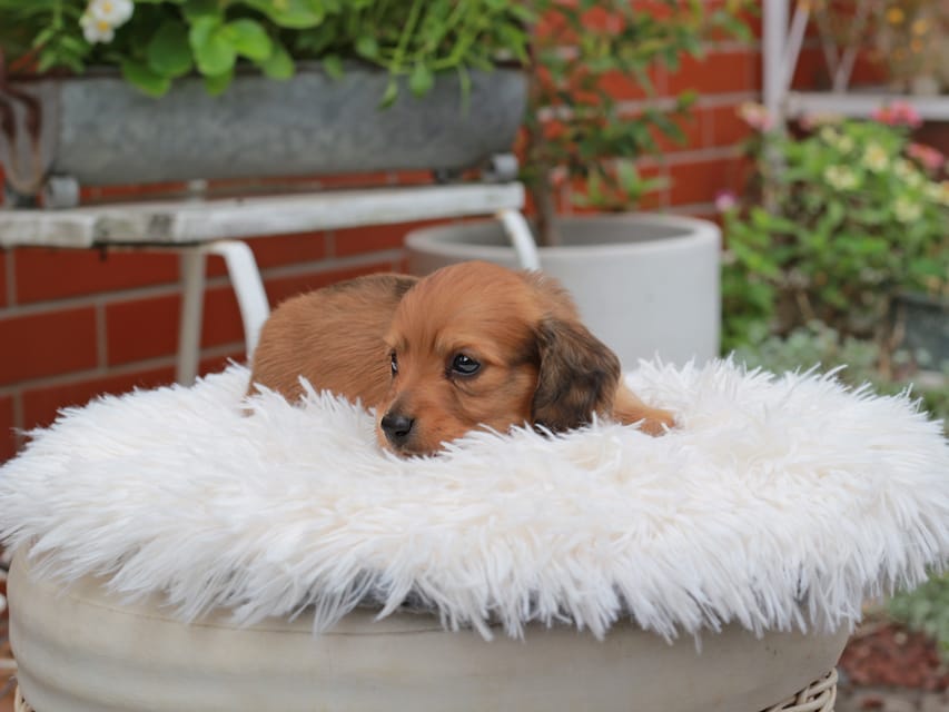 カニンヘンダックスフンド ほたる ＆ パッションの子犬 レッド 男の子（2）