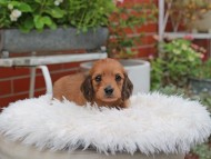 Kaninchen_Dachshund_5118