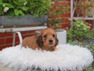 Kaninchen_Dachshund_5121