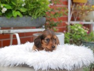 Kaninchen_Dachshund_5124 Kaninchen_Dachshund_5124