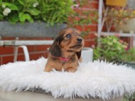 Kaninchen_Dachshund_5127