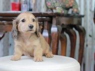 Kaninchen_Dachshund_5129