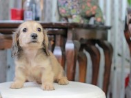 Kaninchen_Dachshund_5130