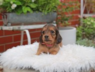 Kaninchen_Dachshund_5135 Kaninchen_Dachshund_5135