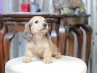 Kaninchen_Dachshund_5137