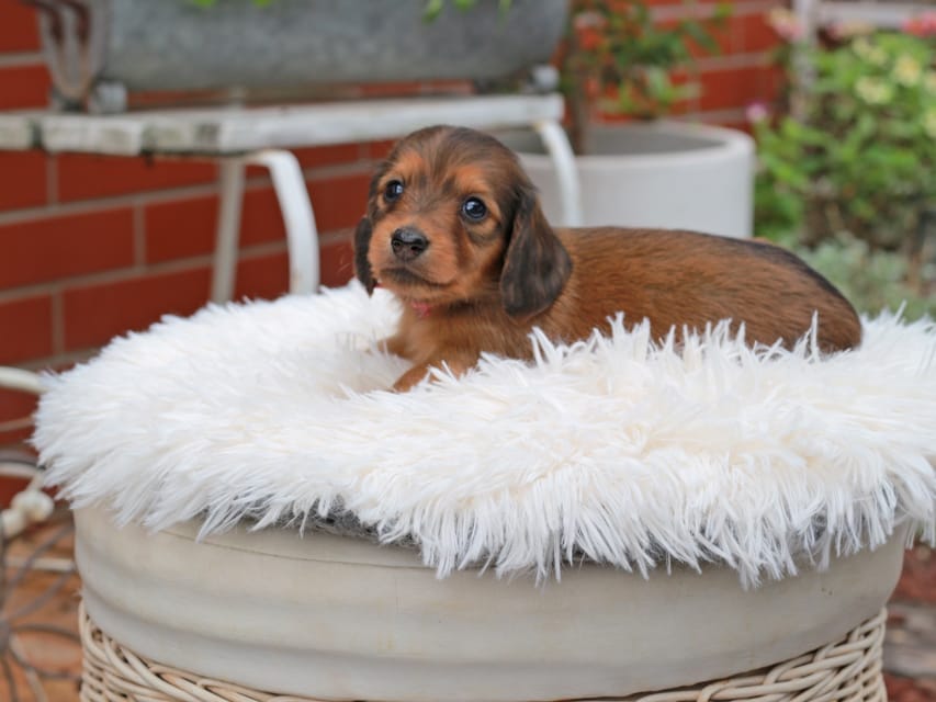 カニンヘンダックスフンド ほたる ＆ パッションの子犬 レッド 女の子（1）