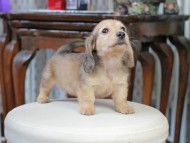 Kaninchen_Dachshund_5150 Kaninchen_Dachshund_5150
