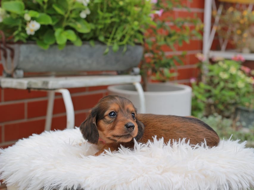 カニンヘンダックスフンド ほたる ＆ パッションの子犬 レッド 女の子（1）