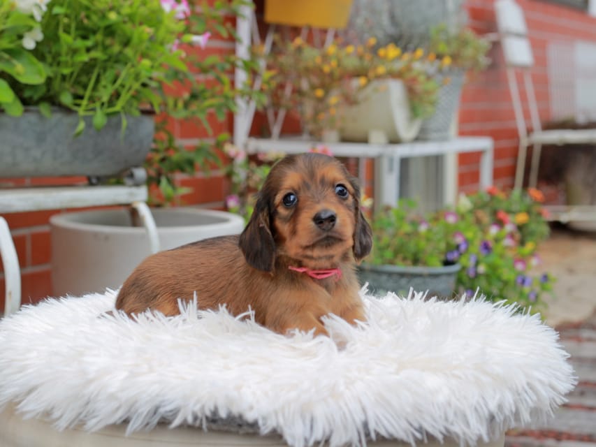 カニンヘンダックスフンド ほたる ＆ パッションの子犬 レッド 女の子（1）