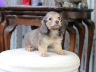 Kaninchen_Dachshund_5162