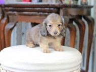 Kaninchen_Dachshund_5166