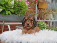 Kaninchen_Dachshund_5172 Kaninchen_Dachshund_5172