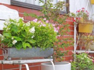 Kaninchen_Dachshund_5176